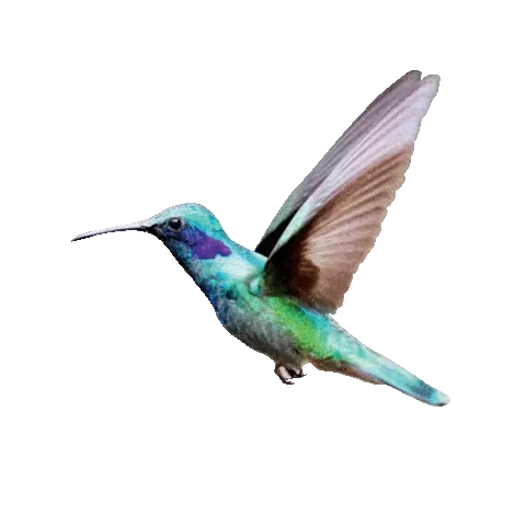Colibri